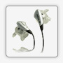 Jabra C120s